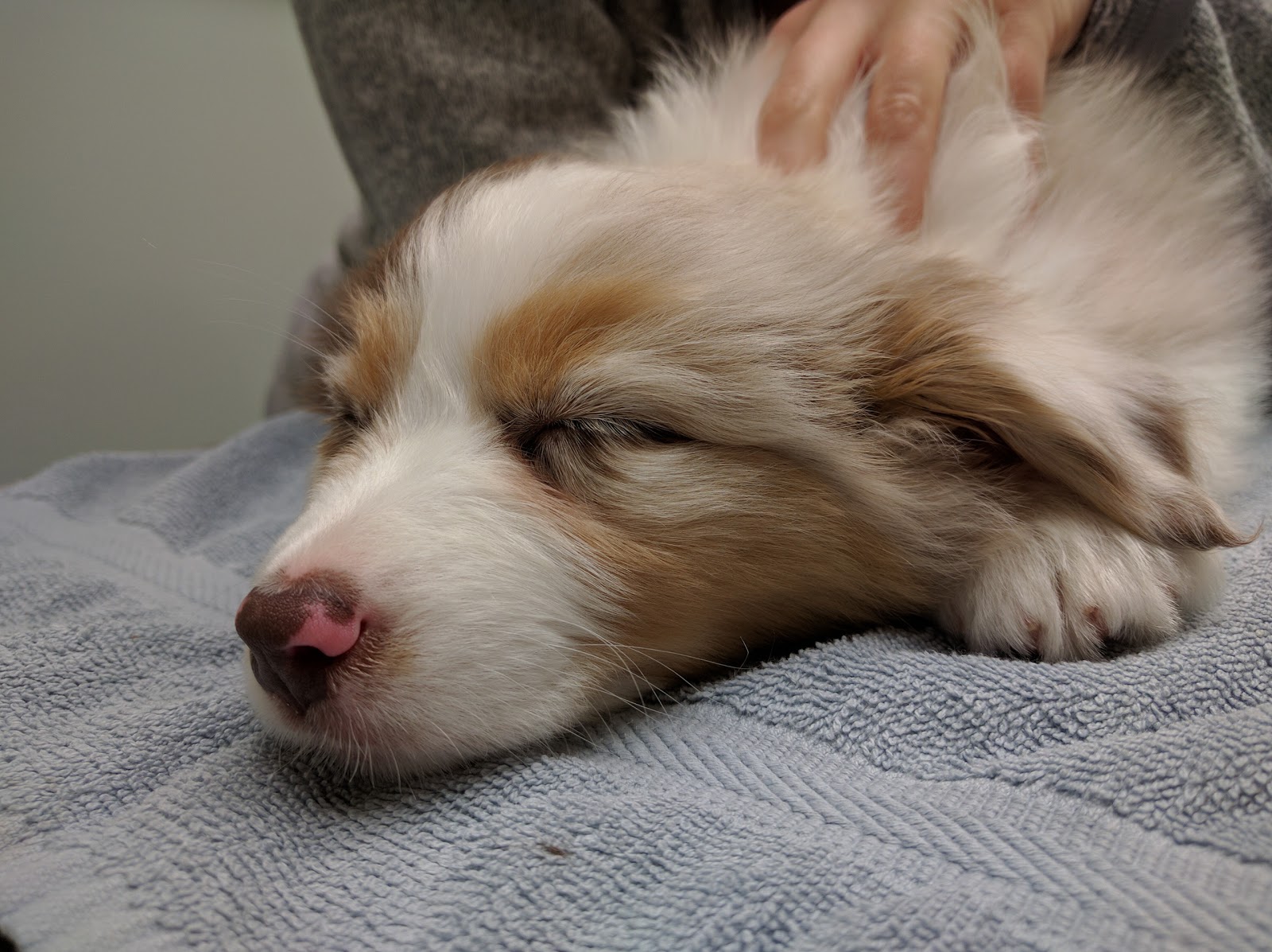 San Francisco Pet Hospital - San Francisco , United States