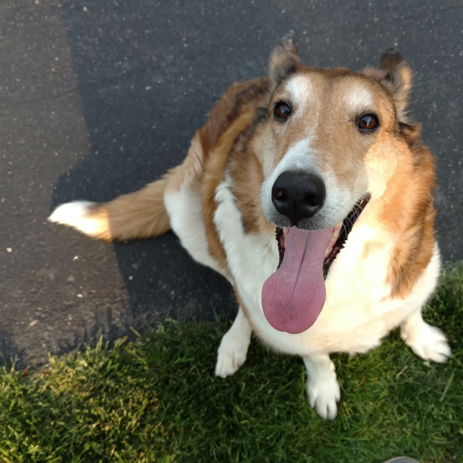 Veterinary Care Services Of Milford - Milford , United States