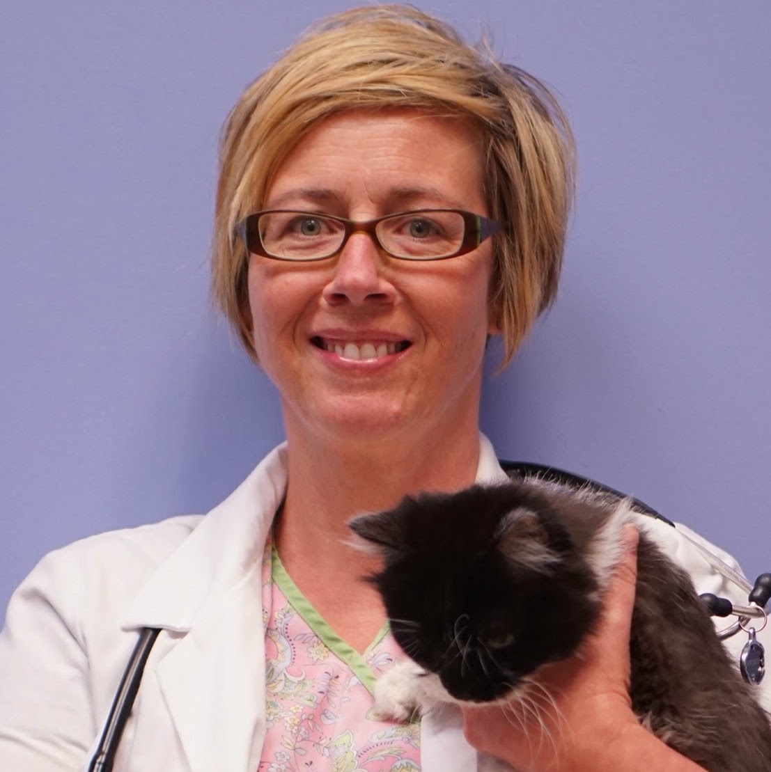 The Pet Doctor Ofallon - O'Fallon , United States