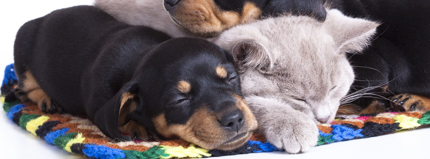 South Granville Animal Hospital - Creedmoor , United States