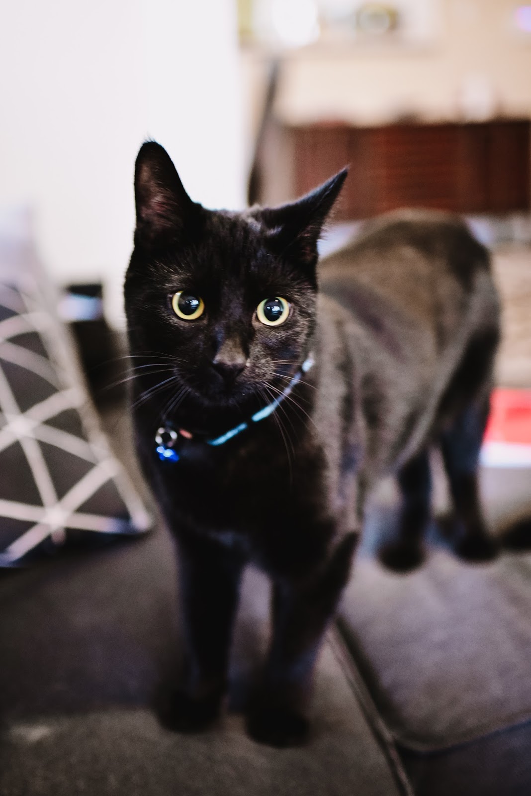 Oaklandon Family Vet - Indianapolis , United States