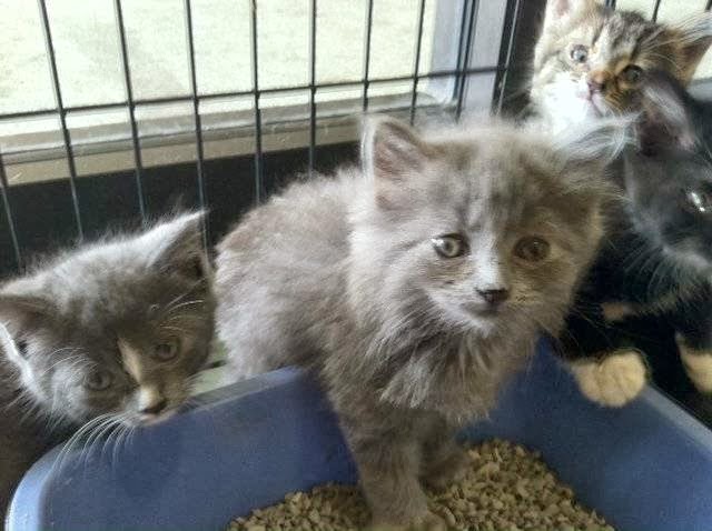 The Vet In Springboro - Springboro , United States