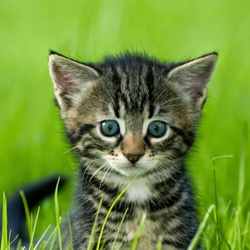 Animal House Veterinary Center - Ewa Beach , United States