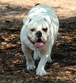Oak Crest Animal Hospital - Cincinnati , United States