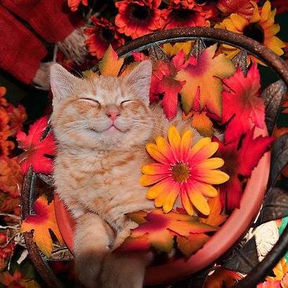 All About Cats Cat Clinic - Hillsboro , United States