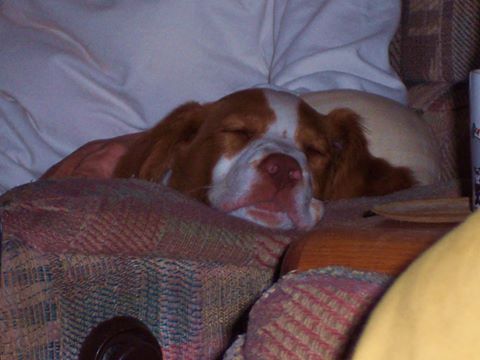 Van Aken Pet Hospital - Phoenix , United States