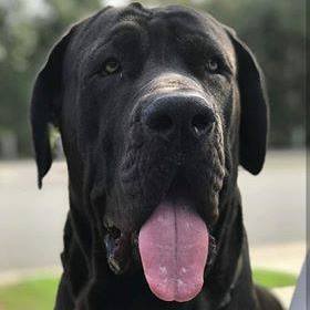 Pimpama Pet Vet - Pimpama , Australia
