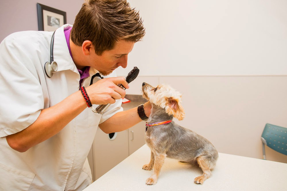 Family Vetcare Of Mesa - Mesa , United States