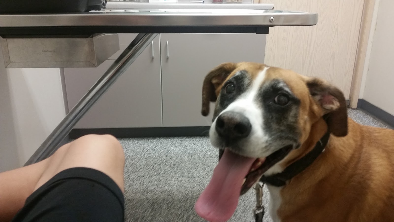 Auburn South Veterinary Hospital - Auburn , United States