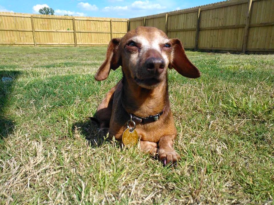 After Hour Animal Hospital A Thrive Pet Healthcare Partner - North Little Rock , United States