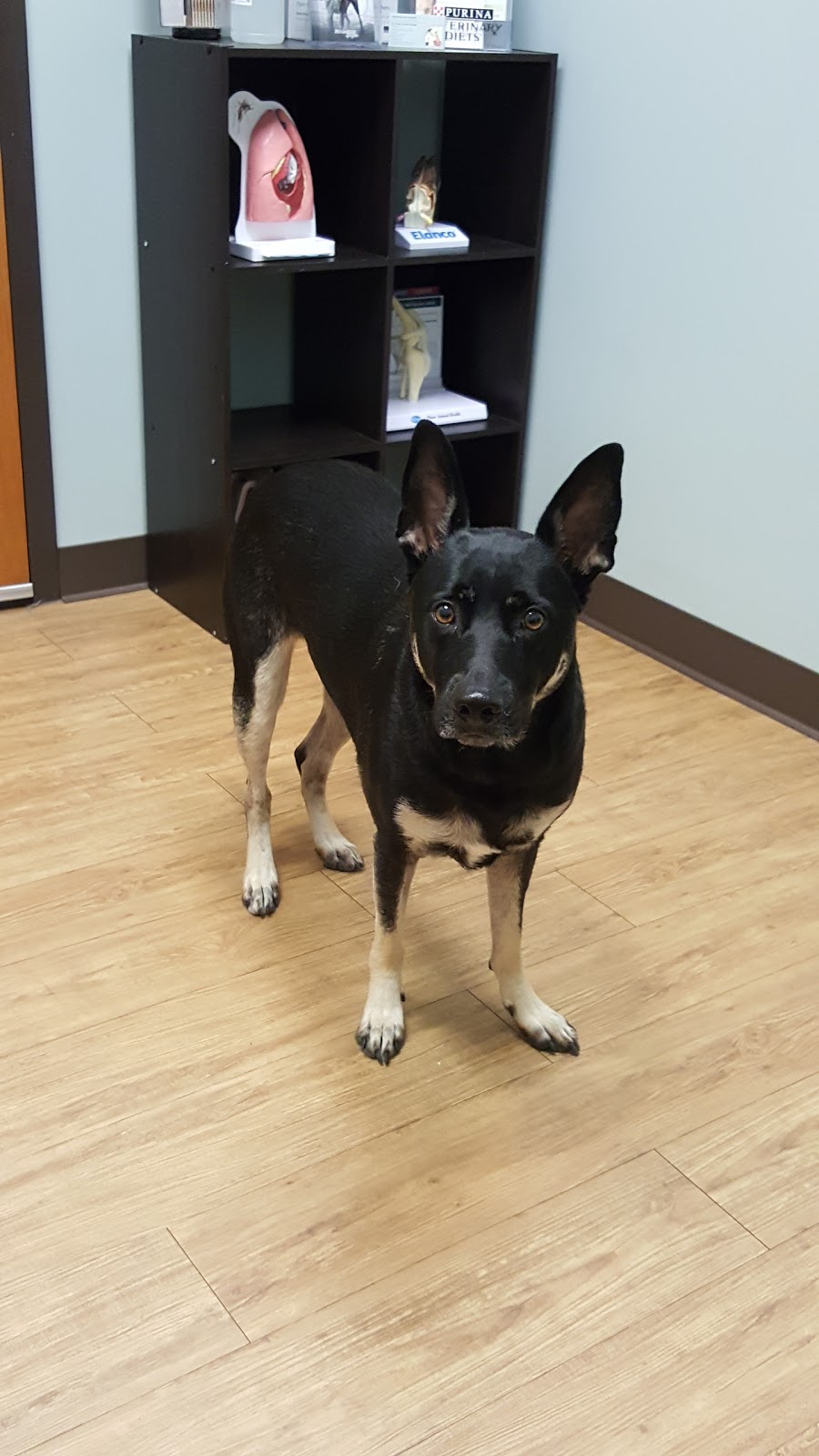 Highlands Pet Hospital - Concord , United States