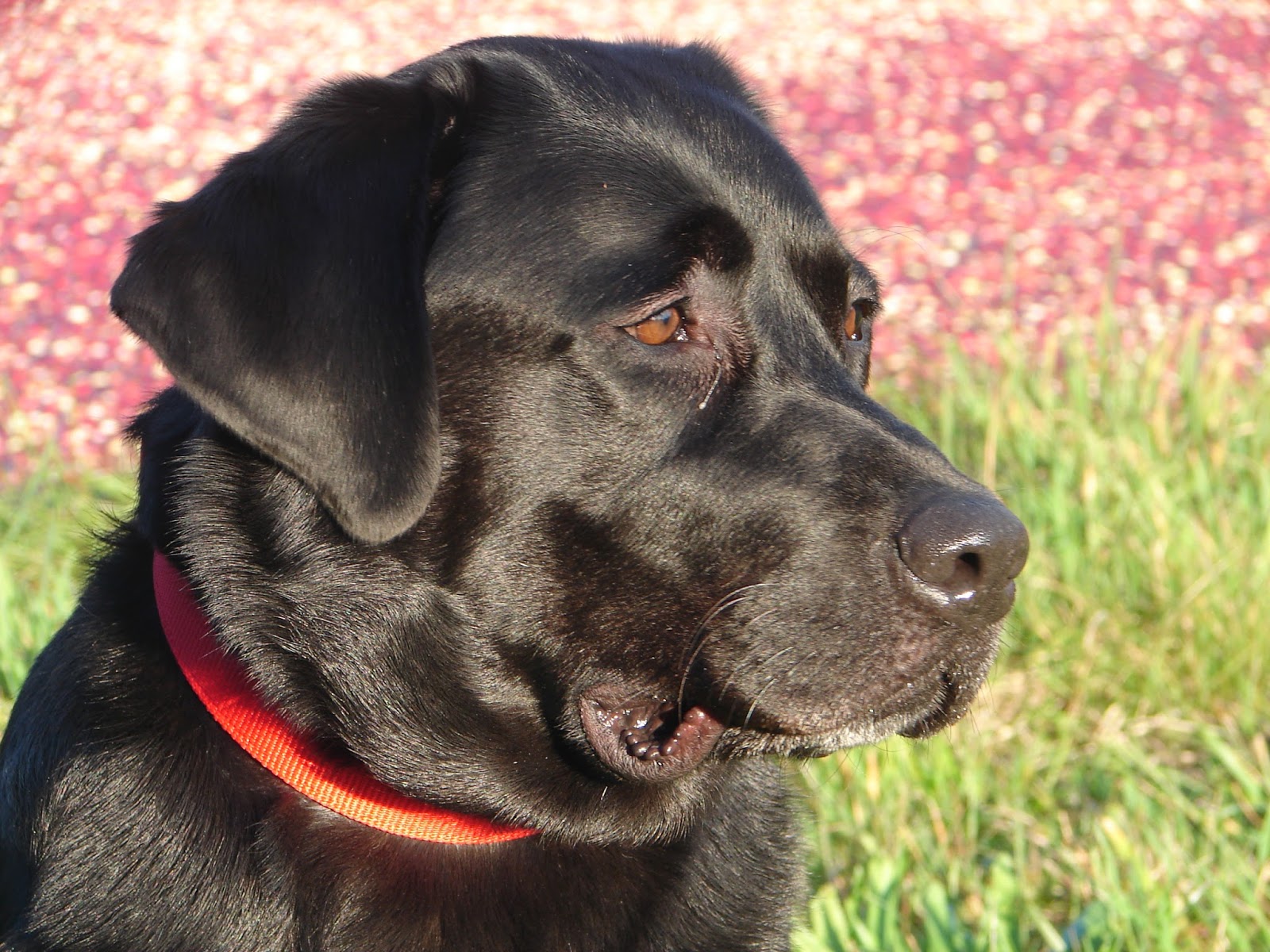 Leach Animal Hospital - Mashpee , United States