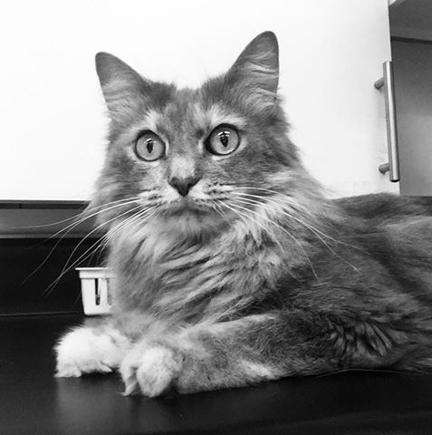 Childersburg Pet Clinic Pc - Childersburg , United States