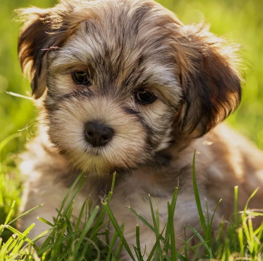 Cara Veterinary Hospital | Blanchardstown Vet | Dublin 15 | Cara Veterinary Group - Dublin 15 , Ireland