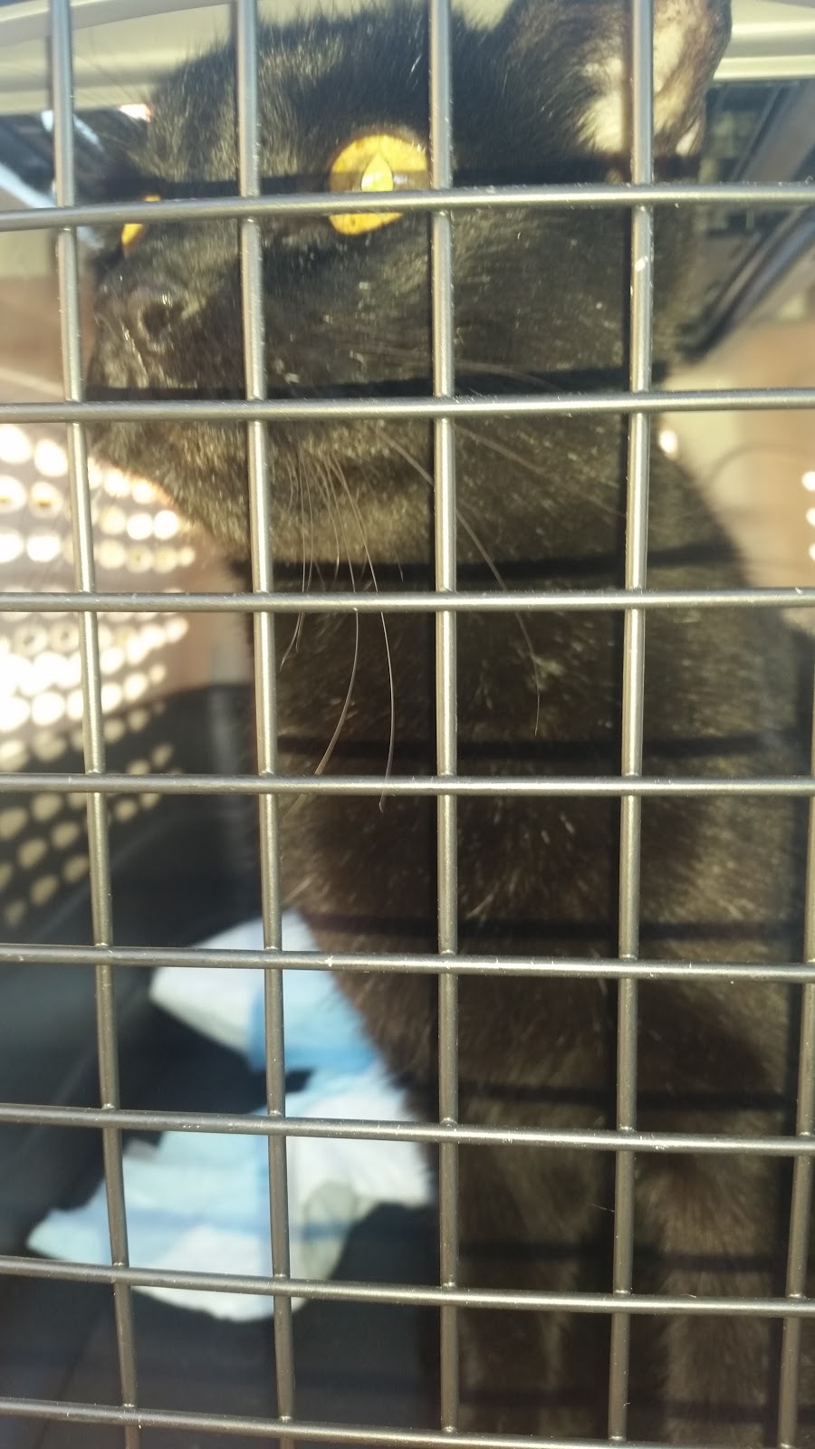 Towne Centre Animal Hospital - San Diego , United States