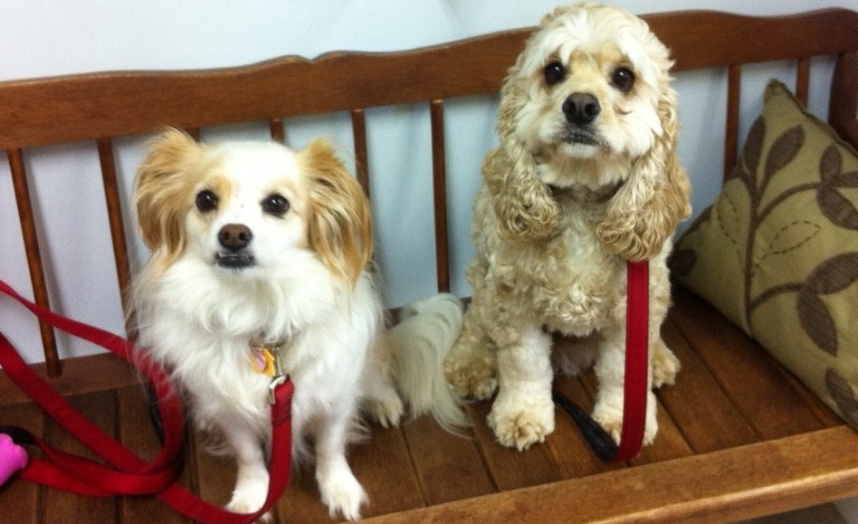 Mountain Highway Veterinary Hospital - Maryville , United States
