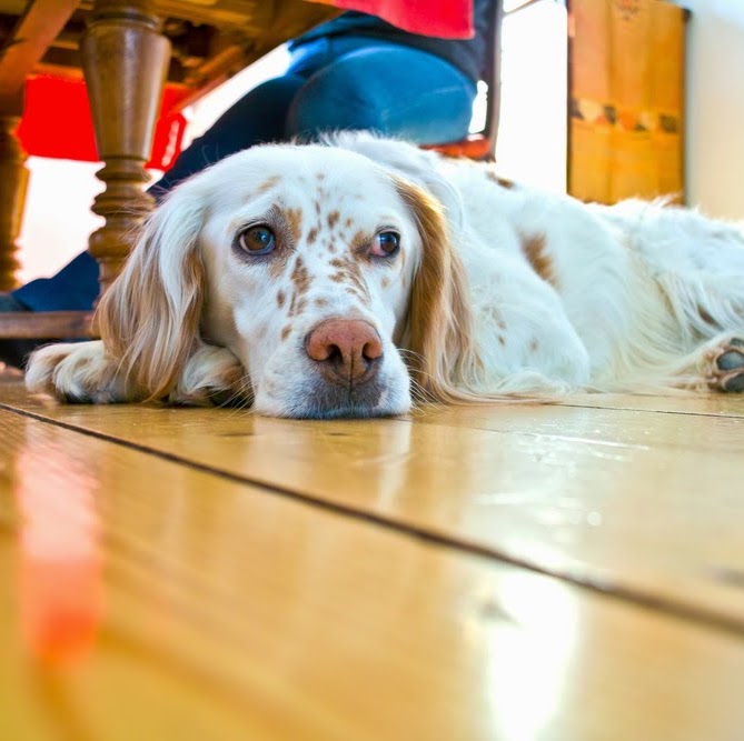 Ygnacio Animal Hospital - Walnut Creek , United States