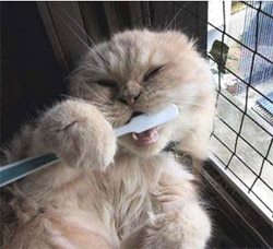 Sidney Animal Hospital - North Saanich , Canada