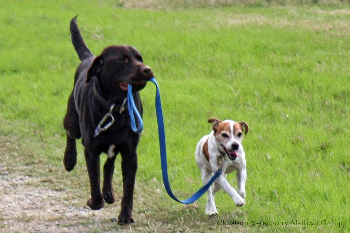 Preston Road Animal Hospital - Dallas , United States