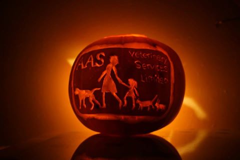 Aas Vets In Stroud Five Valleys Veterinary Practice - Stroud , United Kingdom