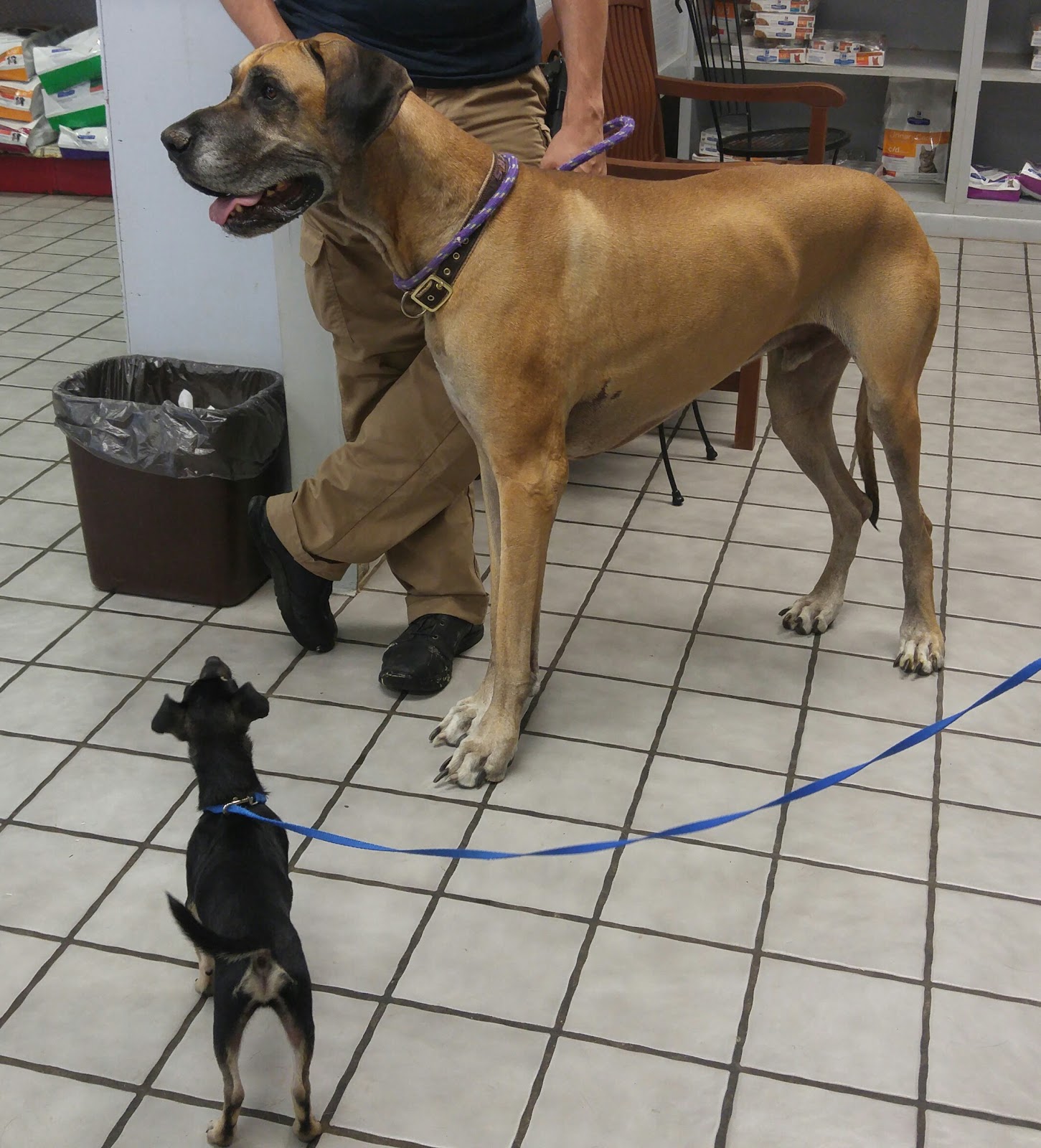 Animal Clinic Of Farmers Branch - Farmers Branch , United States