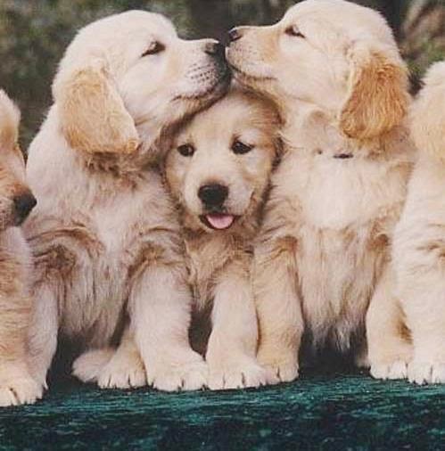 Companion Vet Clinic - Snohomish , United States