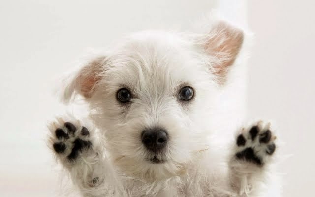 Airport Veterinary Clinic Usda Accreditated Veterinarian Class 2 All Animals - Tukwila , United States