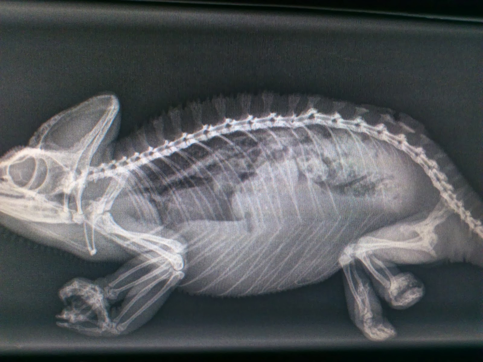 Gilmoor Vets Durham - Durham , United Kingdom