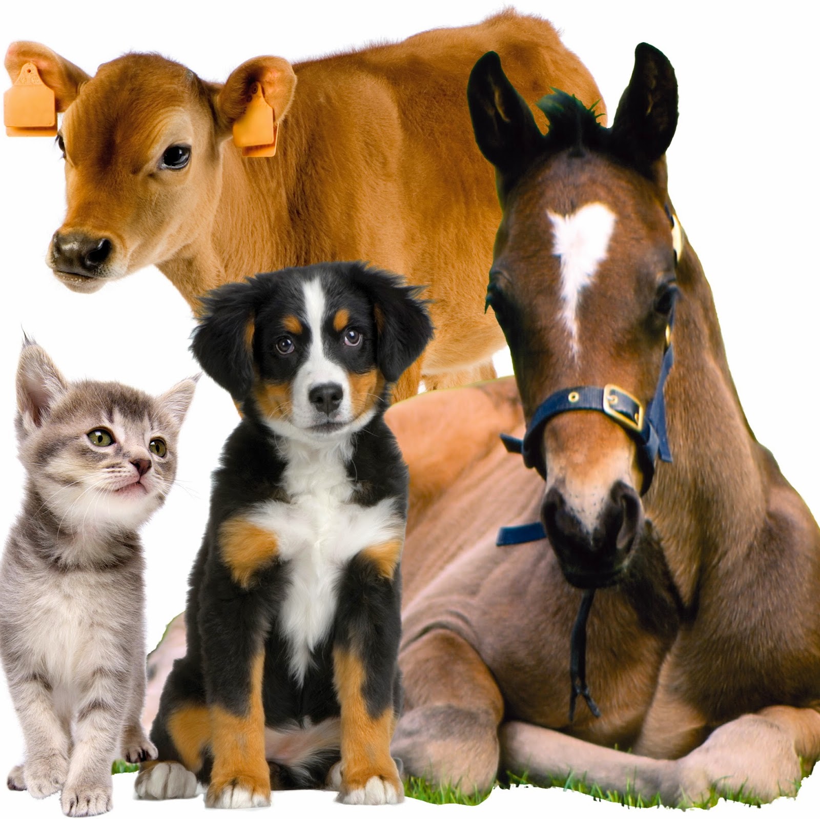Forest House Veterinary Surgery - Knaresborough , United Kingdom