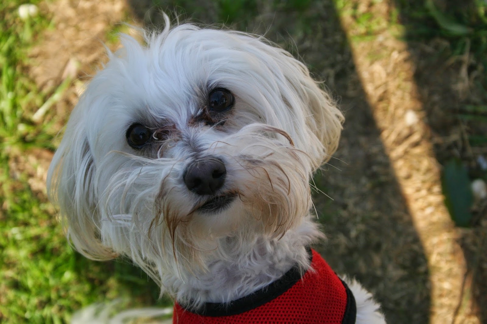 Veterinary Services Of Aiken - Aiken , United States
