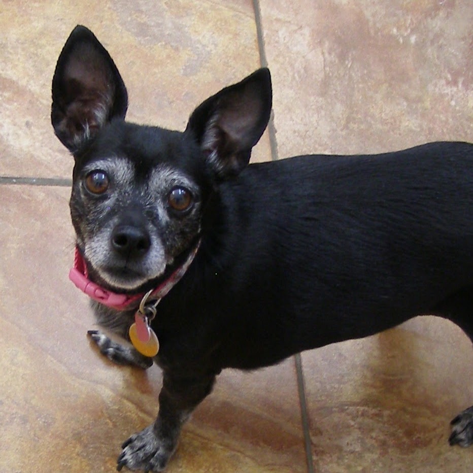 Animal Care Veterinary Hospitals West Haven - West Haven , United States