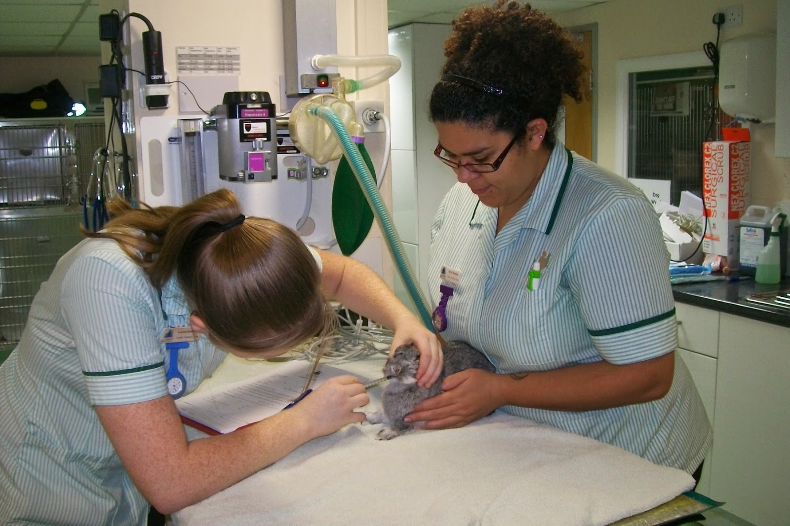Best Friends Veterinary Surgery - Malvern , United Kingdom
