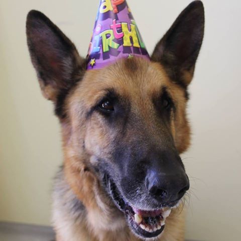 Riverstone Veterinary Hospital - Riverstone , Australia