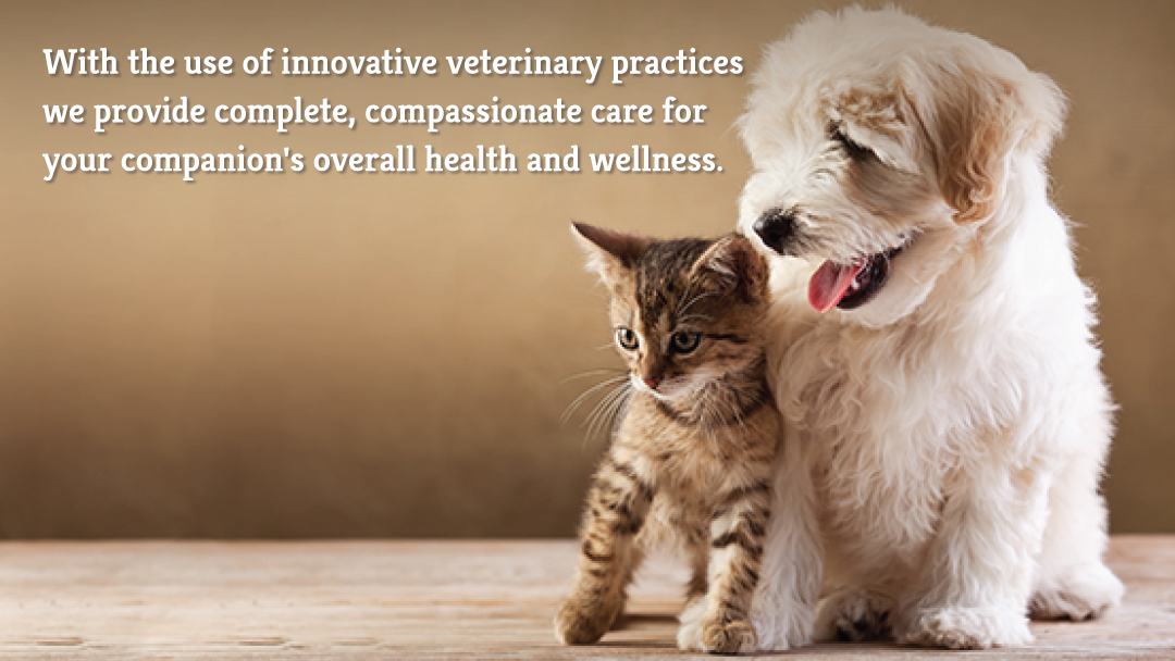 Chantilly Animal Hospital - Chantilly , United States
