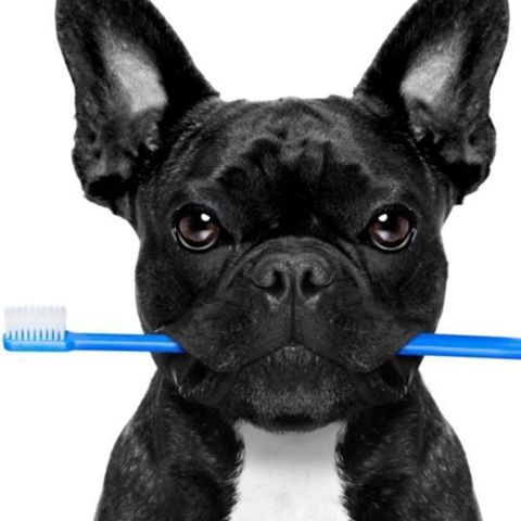 Oak Grove Animal Hospital - Cedar , United States