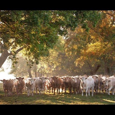 Arrowfield Veterinary Practice - Kington , United Kingdom