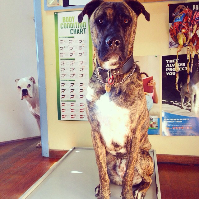Sunbury Veterinary Clinic - Sunbury , Australia