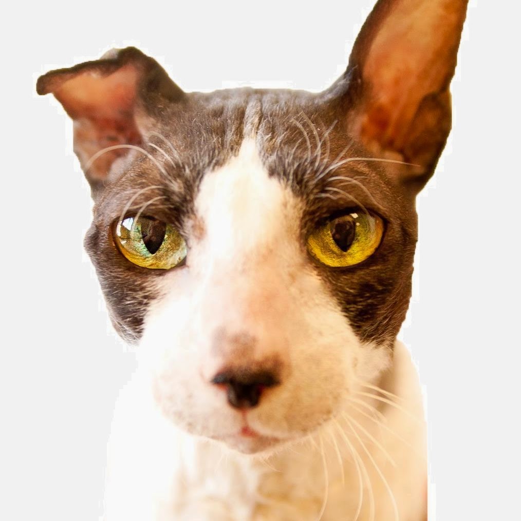 Lifetime Pet Center New Richmond - New Richmond , United States