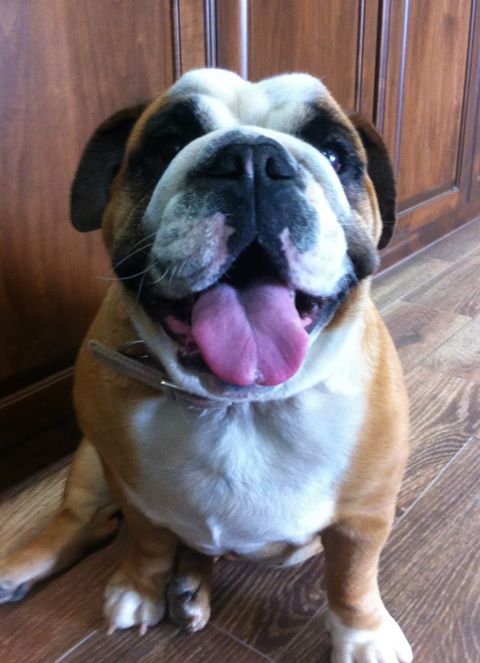 Chisholm Trail Animal Hospital Pllc - Duncan , United States