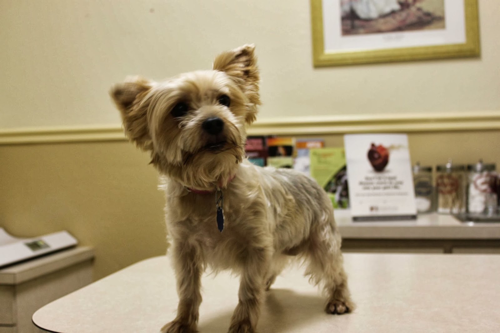 Bearss Animal Hospital - Lutz , United States