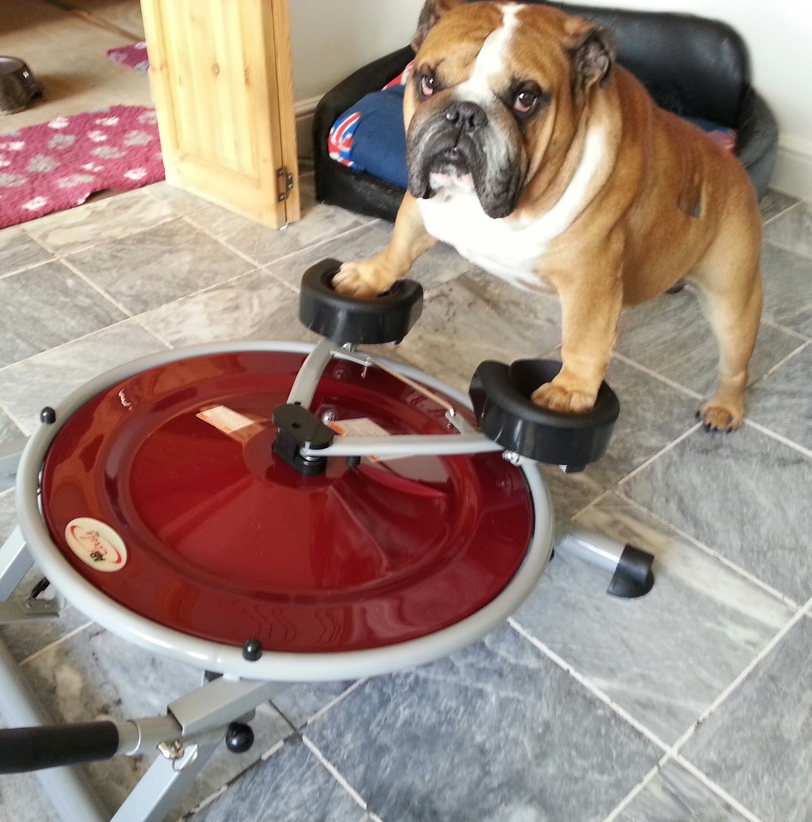 Willows Veterinary Group Beech House Veterinary Centre - Warrington , United Kingdom