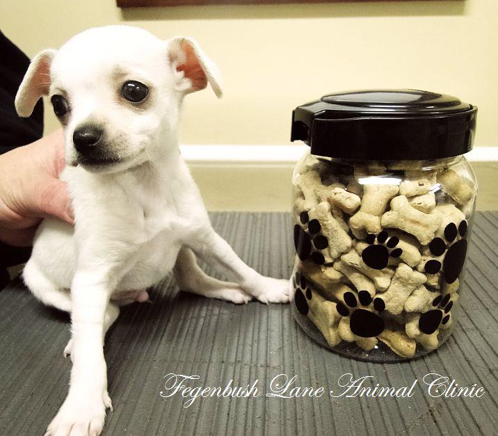 Fegenbush Lane Animal Clinic - Louisville , United States