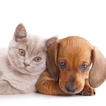 The Village Veterinary Centre Merstham - Redhill , United Kingdom