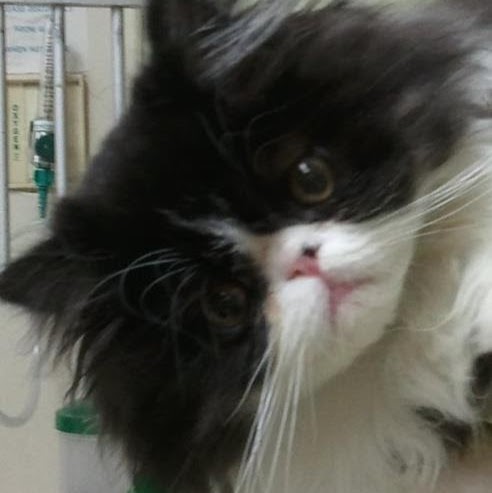 St Charles Veterinary Clinic - St. Charles , United States