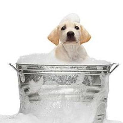 Happy Tails Grooming and Boarding - Dobson , United States