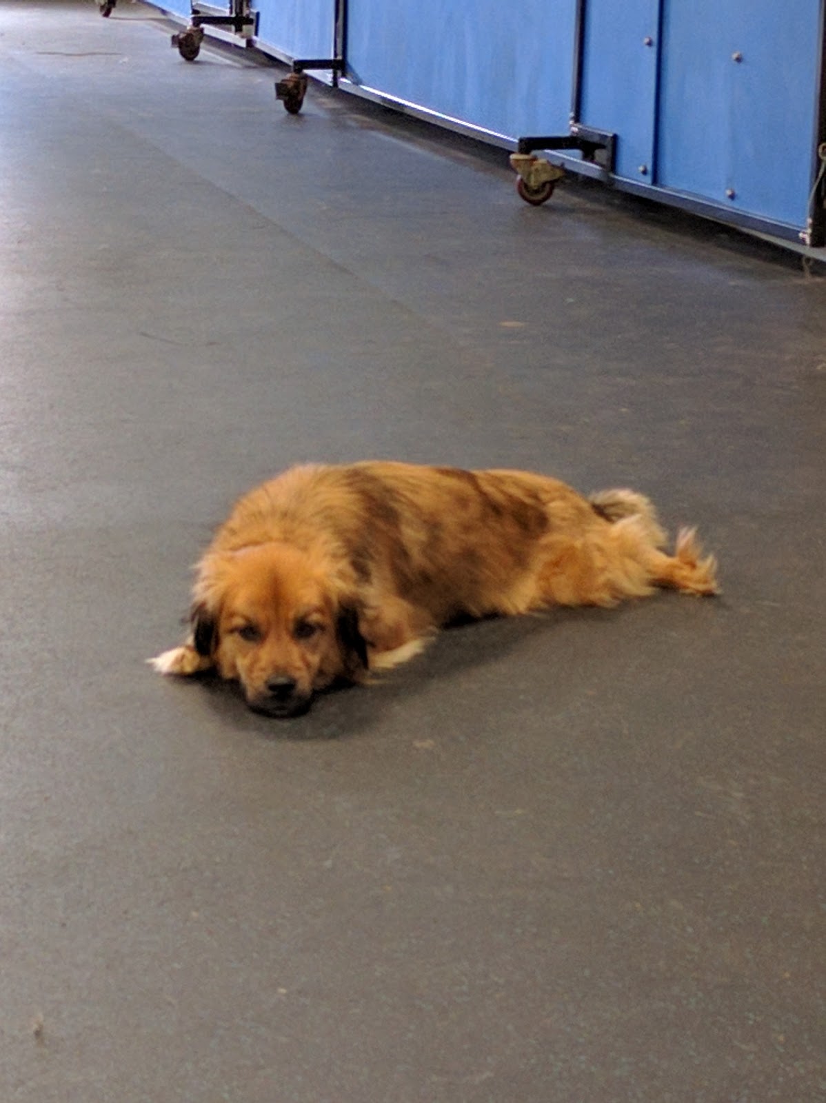 Healthy Paws Veterinary Medical Center - Westland , United States