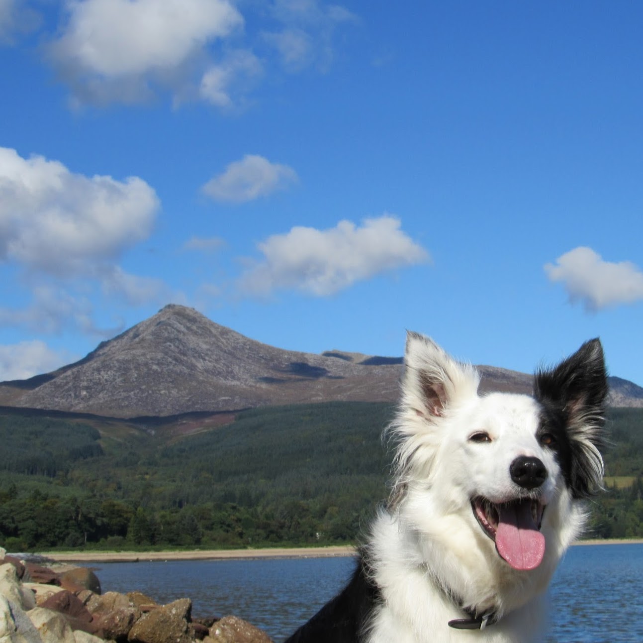 Arran Vets - Brodick , United Kingdom