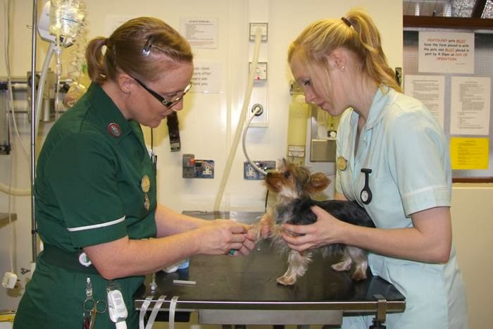 Endell Vets - Salisbury , United Kingdom