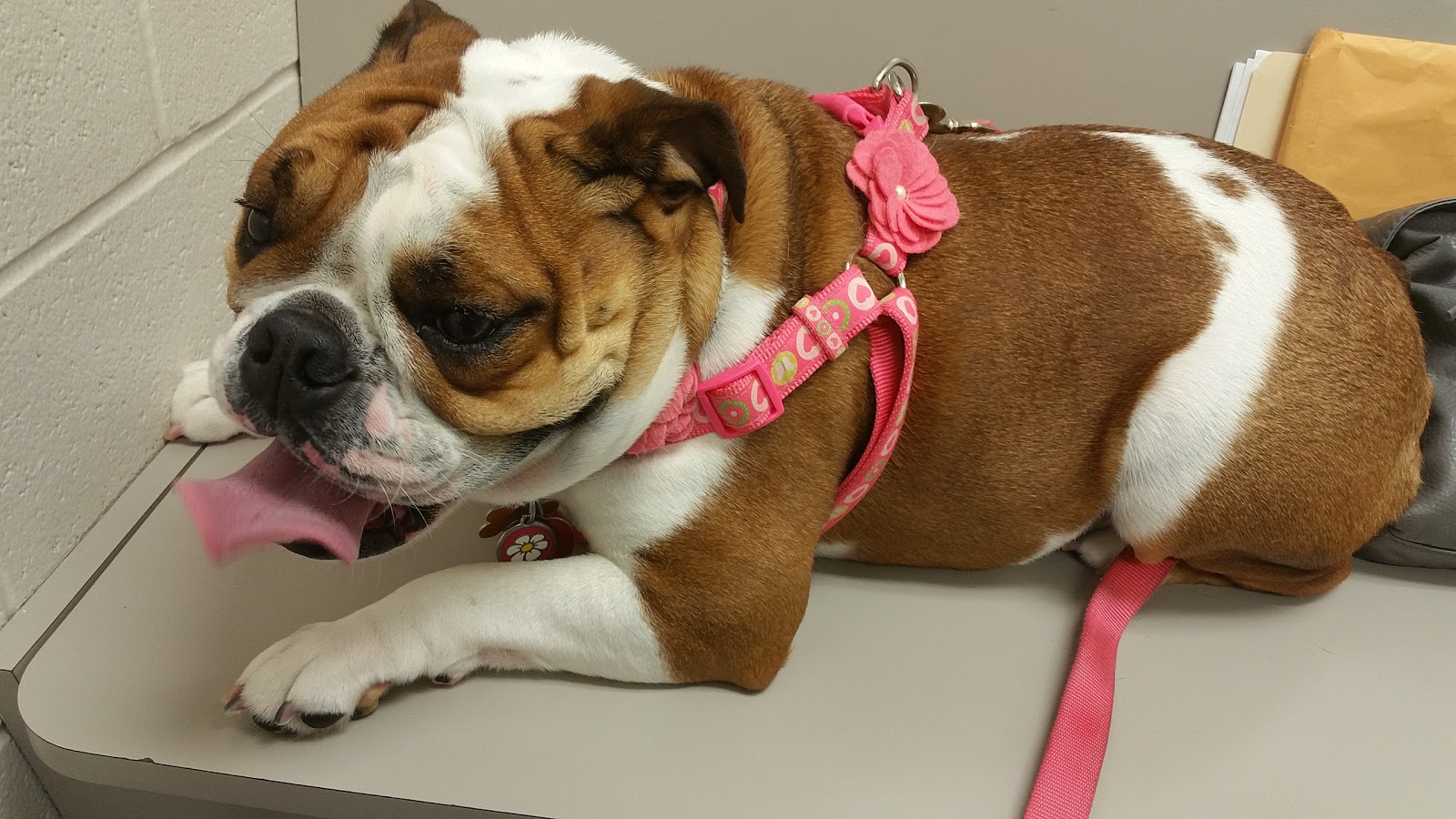 Eastgate Animal Hospital - Cincinnati , United States