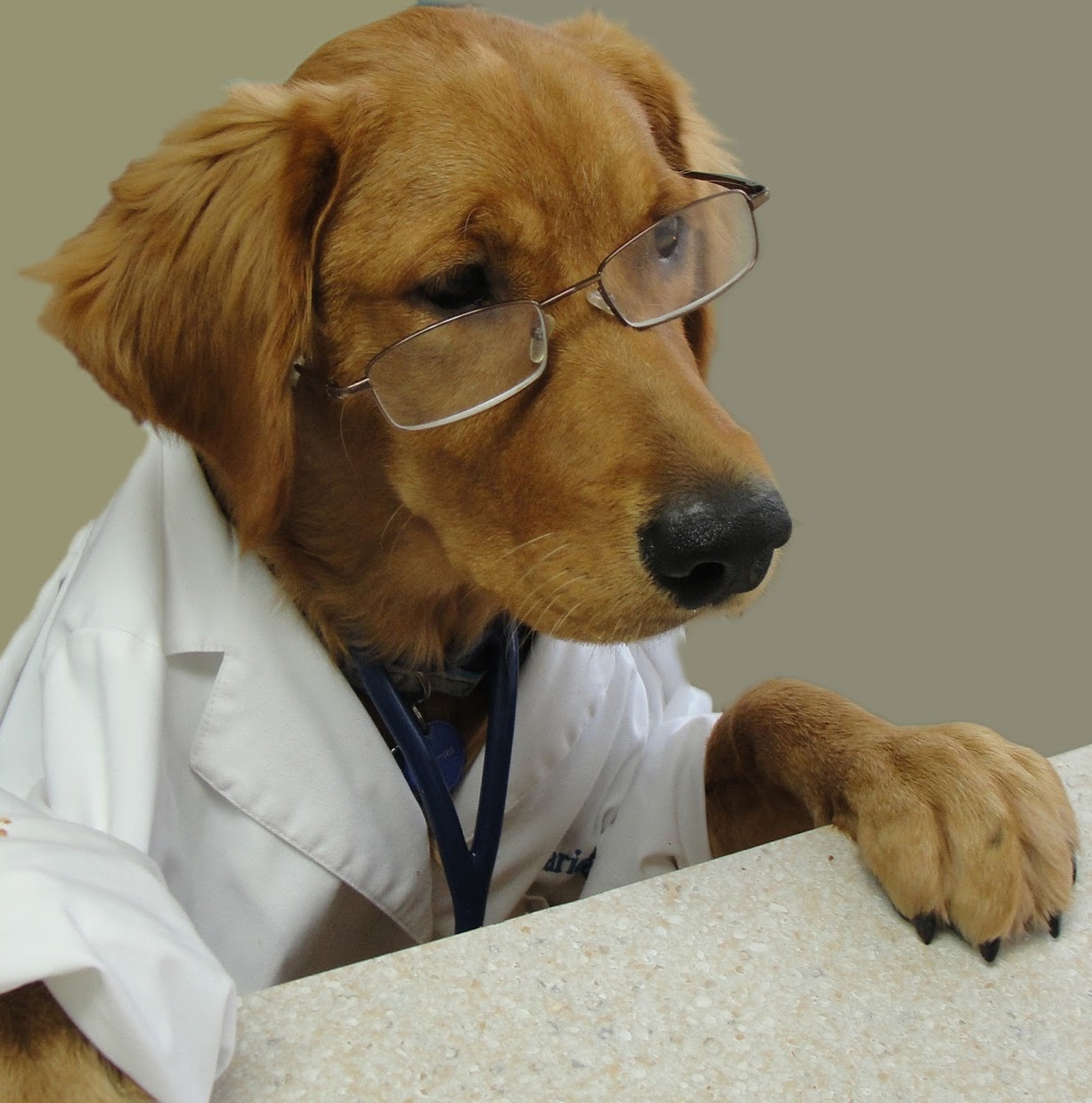 Chippewa Animal Hospital - Beaver Falls , United States